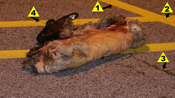 Goad in Arlington Heights with severed head